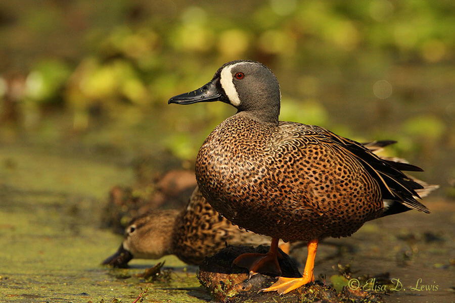 Mated pair of Blue-winged Teal at Pliant Lake, Brazos Bend State Park, TX