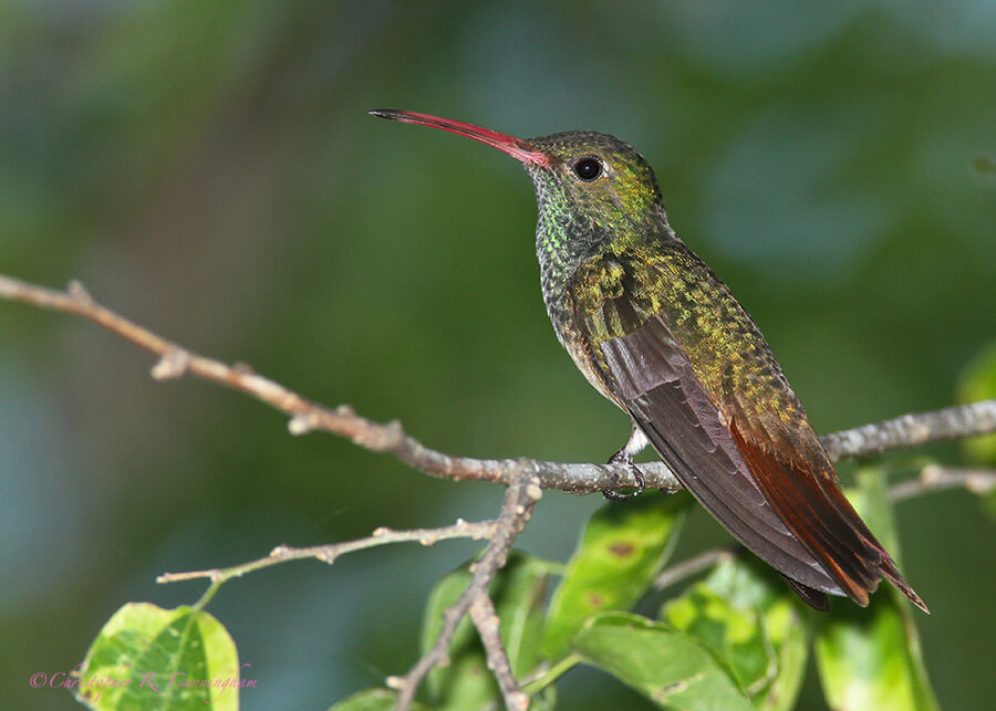 Buff-bellied Hummingbird at Casa Santa Ana, Rio Grande Valley, Texas