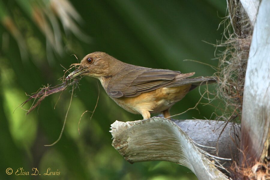 Adult Clay-colored Robin gathering nesting material photographed by E.D. Lewis