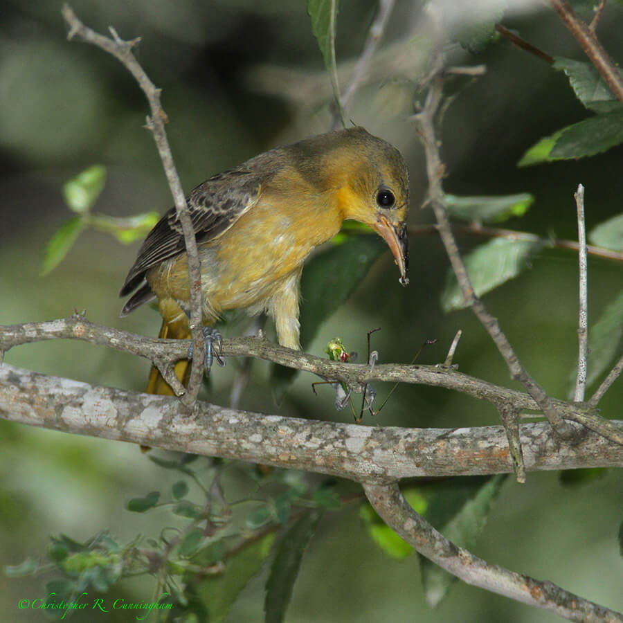 Female Hooded Oriole with Katydid at Santa Ana National Wildlife Refuge, South Texas