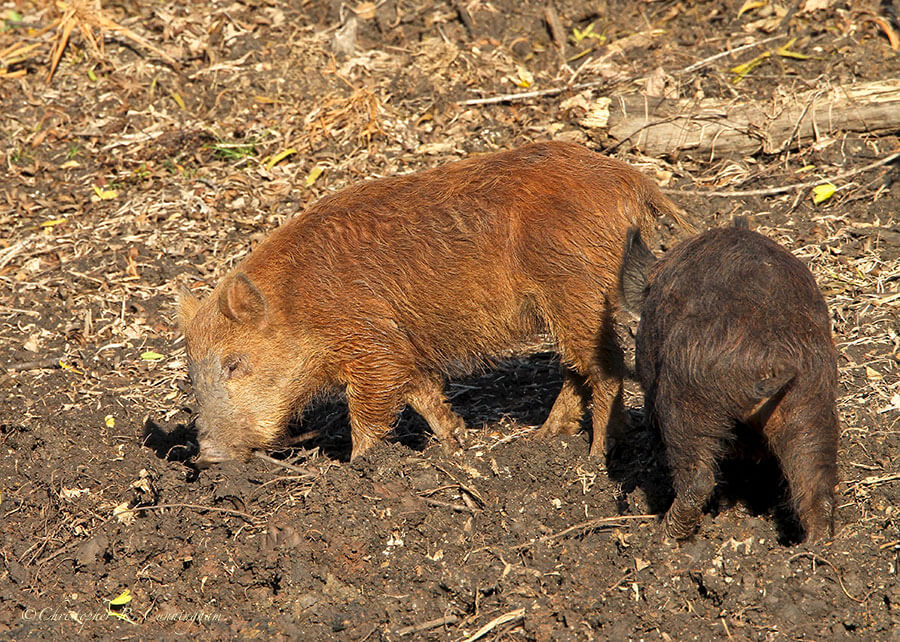 Feral piglets at Elm Lake, Brazos Bend State Park, Texas.
