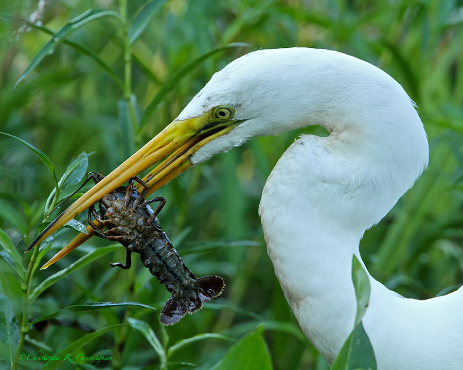 A Great Egret manipulates a crawfish into swallowing position. Photo taken at Elm Lake.