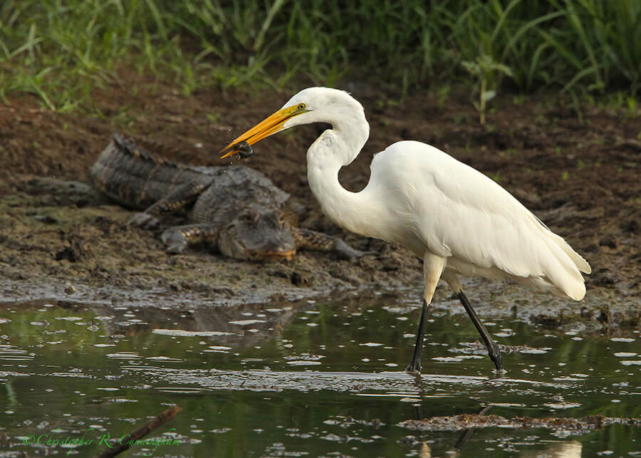 A great Egret grabs a crawfish under the watchful eyes of a medium-sized alligator.