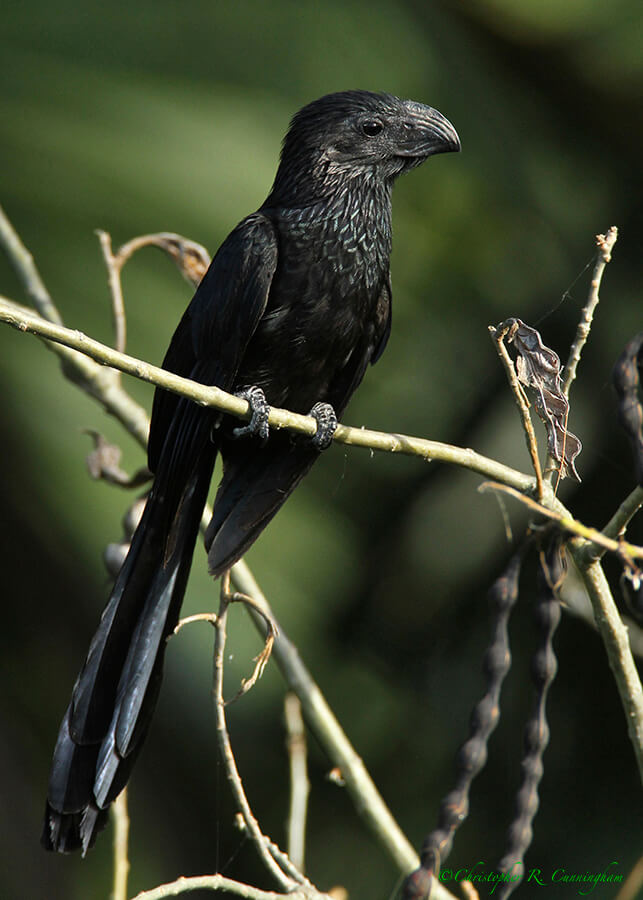 Groove-billed Ani at Casa Santa Ana, Rio Grande Valley, Texas.