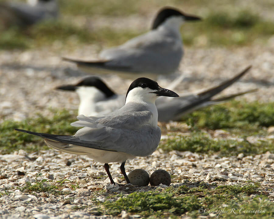 Gull-billed Tern over nest at Freeport, Texas