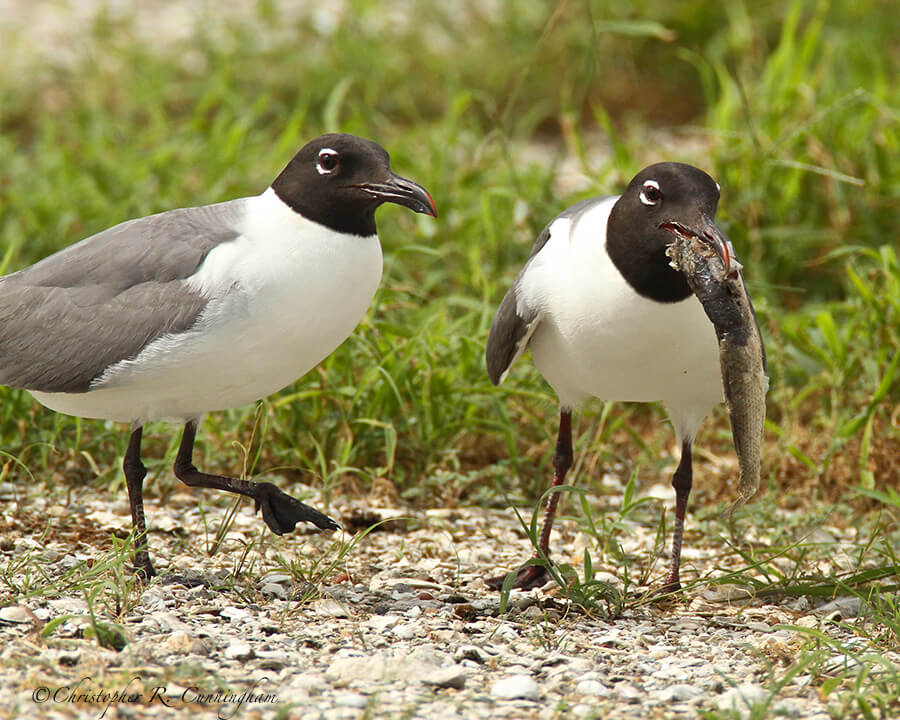 Laughing Gull with a fish at Freeport, Texas