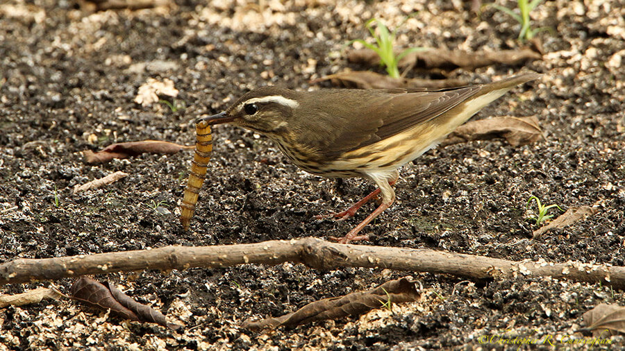 Louisiana Waterthrush with fly larva at Pilant Slough, Brazos Bend State Park, Texas