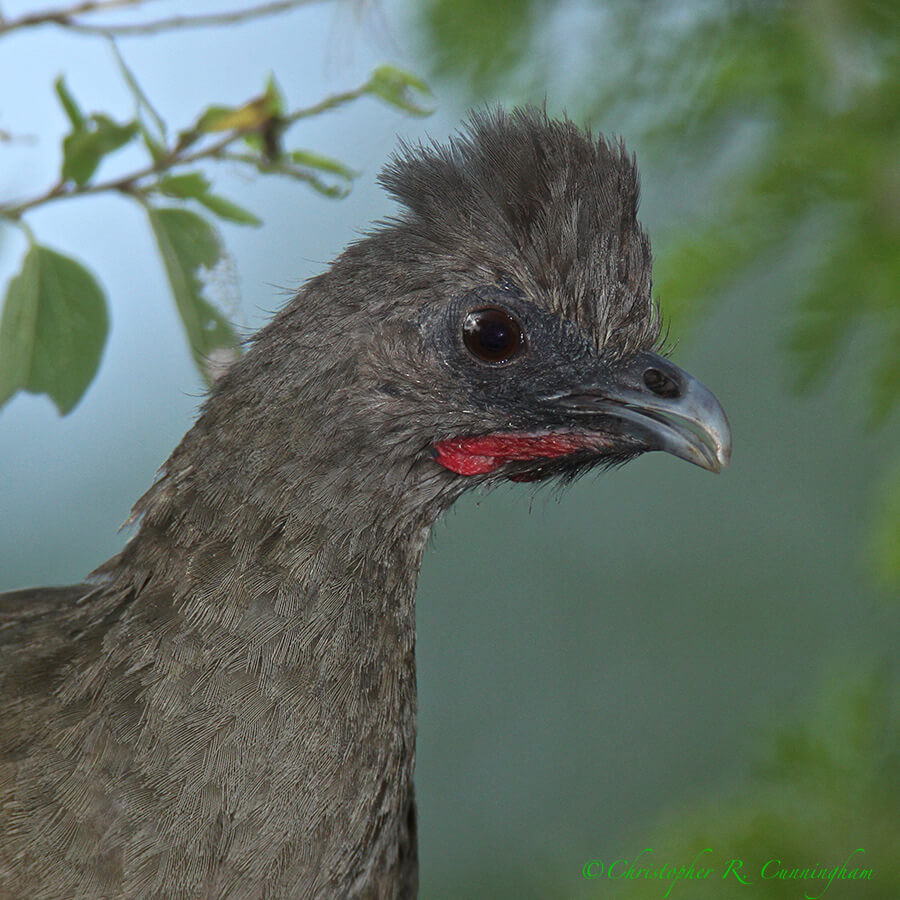Male Plain Chachalaca in breeding color with bare red throat patch, Santa Ana National Wildlife Refuge, Rio Grande Valley, Texas.