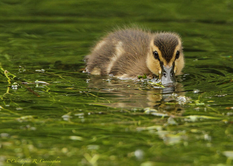 Mallard Duckling in Olympic National Park, Washington