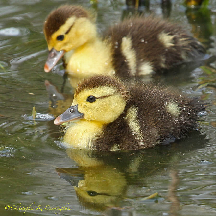Muscovy Ducklings in Hermann Park, Houston, Texas