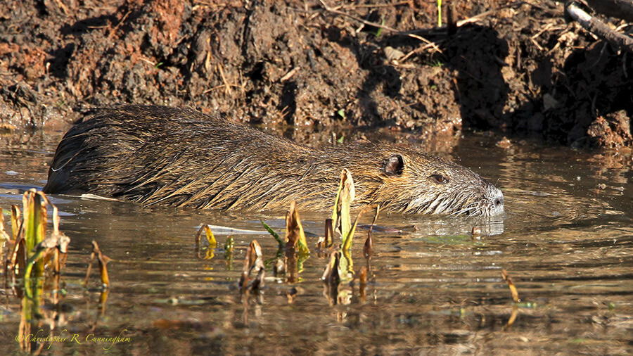 Nutria at Elm Lake, Brazos Bend State Park, Texas