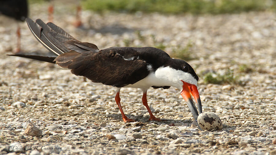 A Black Skimmer Turns an Egg, at Freeport, Texas