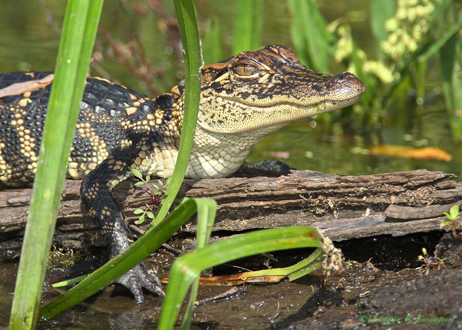 Small Alligator at Pilant Lake, Brazos Bend State Park, Texas