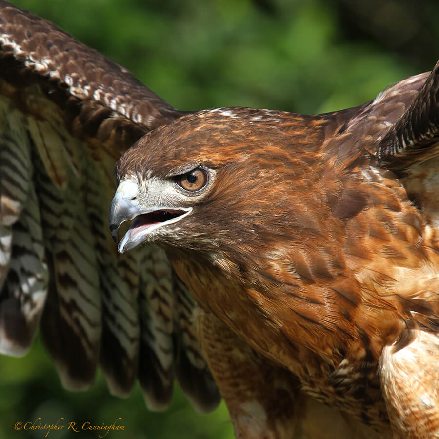 Spirit: Adult Female Red-tailed Hawk at the Houston Audubon Raptor Shoot