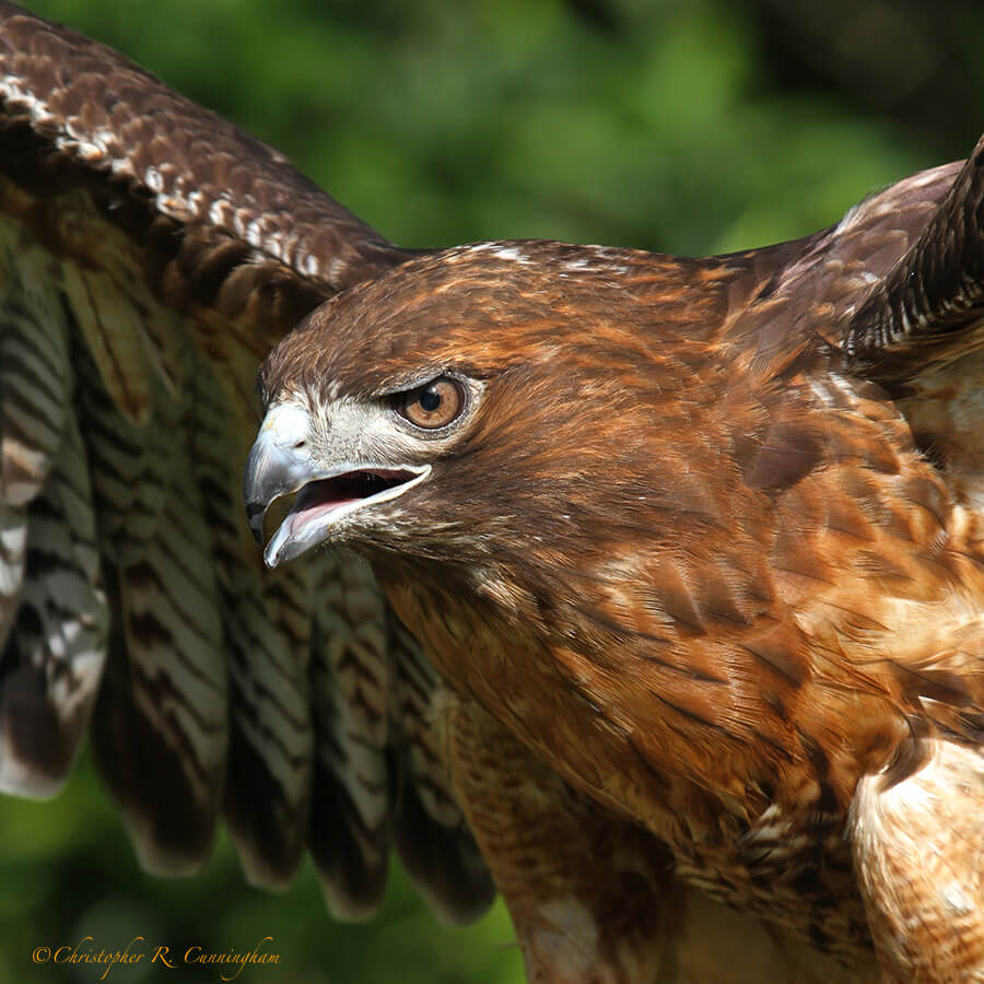 Spirit: Adult Female Red-tailed Hawk at the Houston Audubon Raptor Shoot