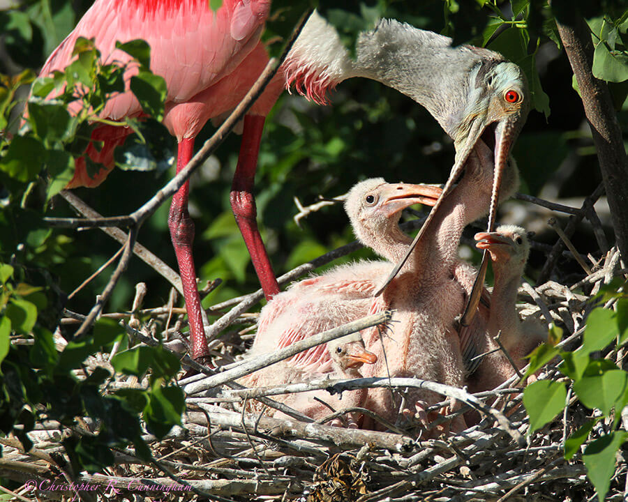 Roseate Spoonbill feeding nestlings at Smith Oaks Rookery, High Island, Texas