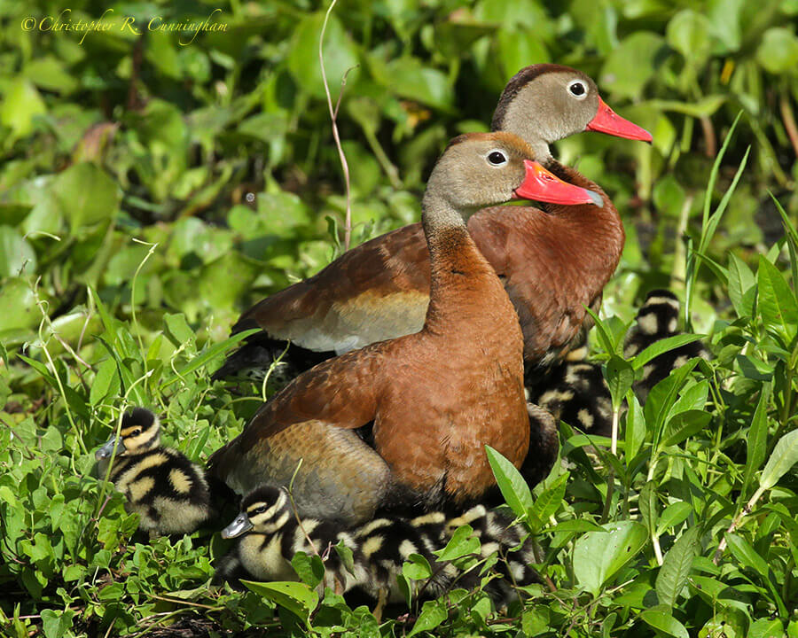 Black-bellied Whistling-Duck family at Elm Lake, Brazos Bend State Park, Texas 