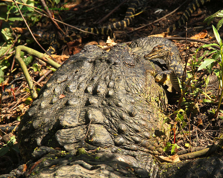 A Baby Alligator Grooms Mom at Pilant Lake.