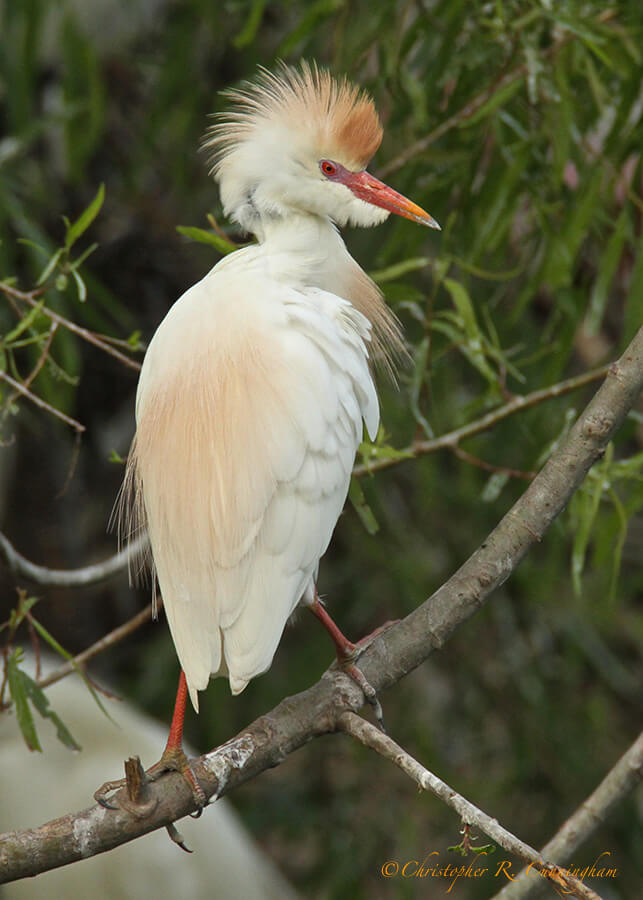 A Cattle Egret in Breeding Colors at Smith Oaks Rookery, High Island, Texas