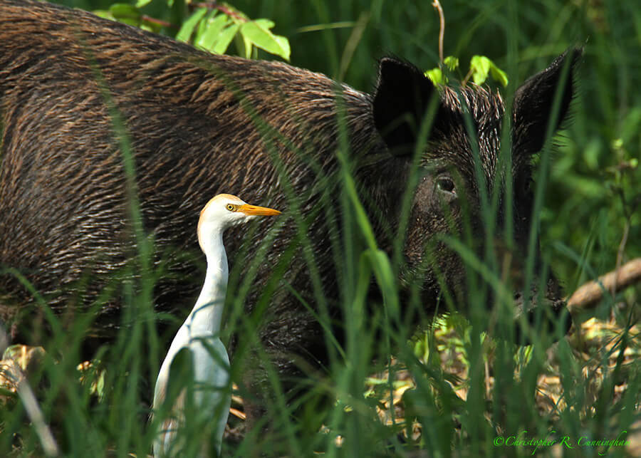 Cattle Egret with Feral Hog at Pilant Slough, Brazos Bend State Park, Texas