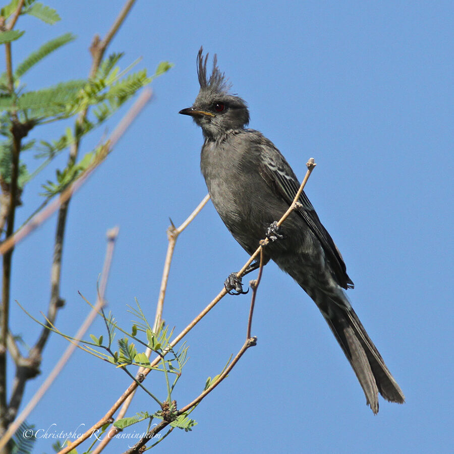 Female Phainopepla at the Arizona Sonoran Museum.