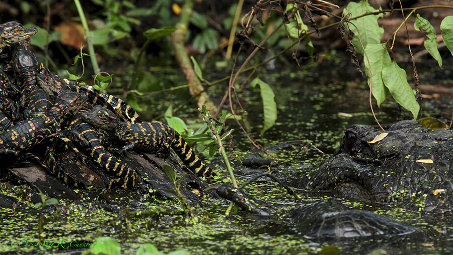 A mother alligator guards her young.