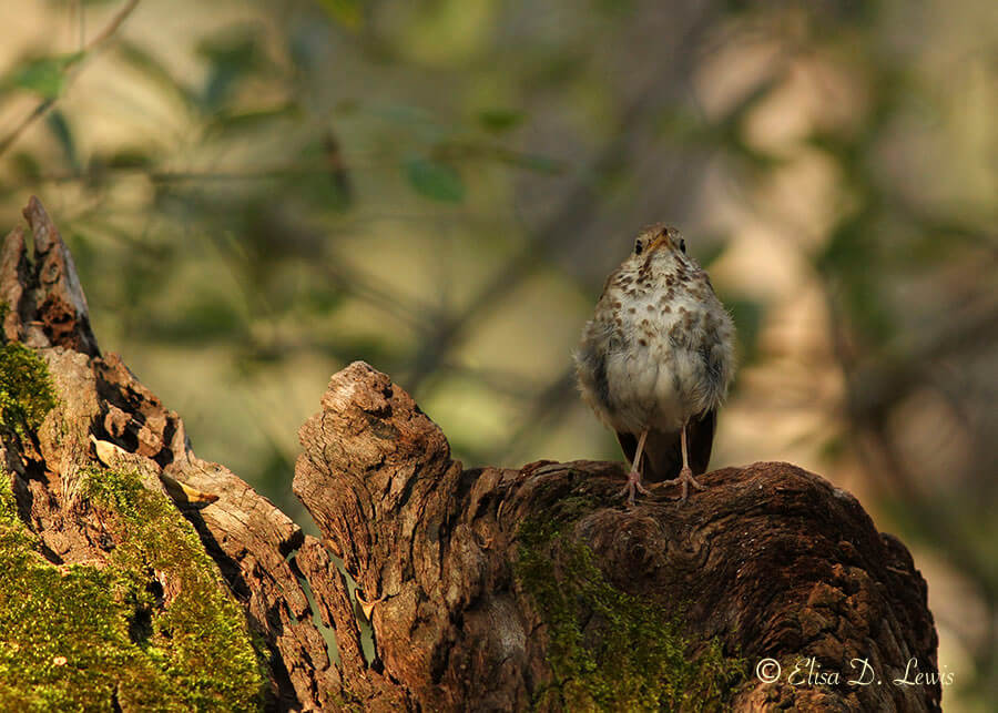 Hermit Thrush perched on mossy stump.