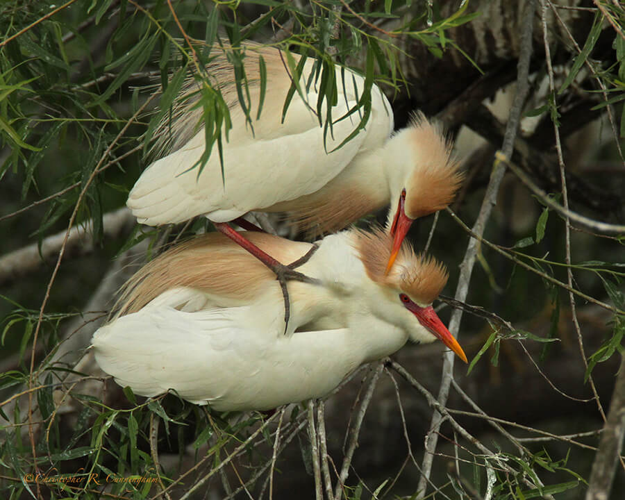Mating Cattle Egrets at the Smith Oaks Rookery, High Island, Texas