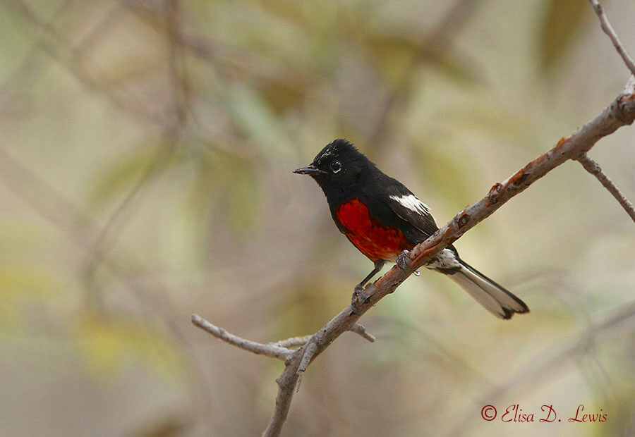 Adult Painted Redstart perched on a branch