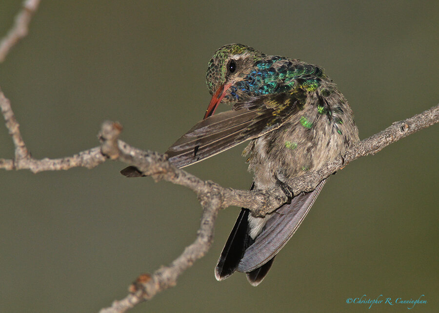 Preening Broad-billed Hummingbird at Madera Canyon, southeast Arizona.