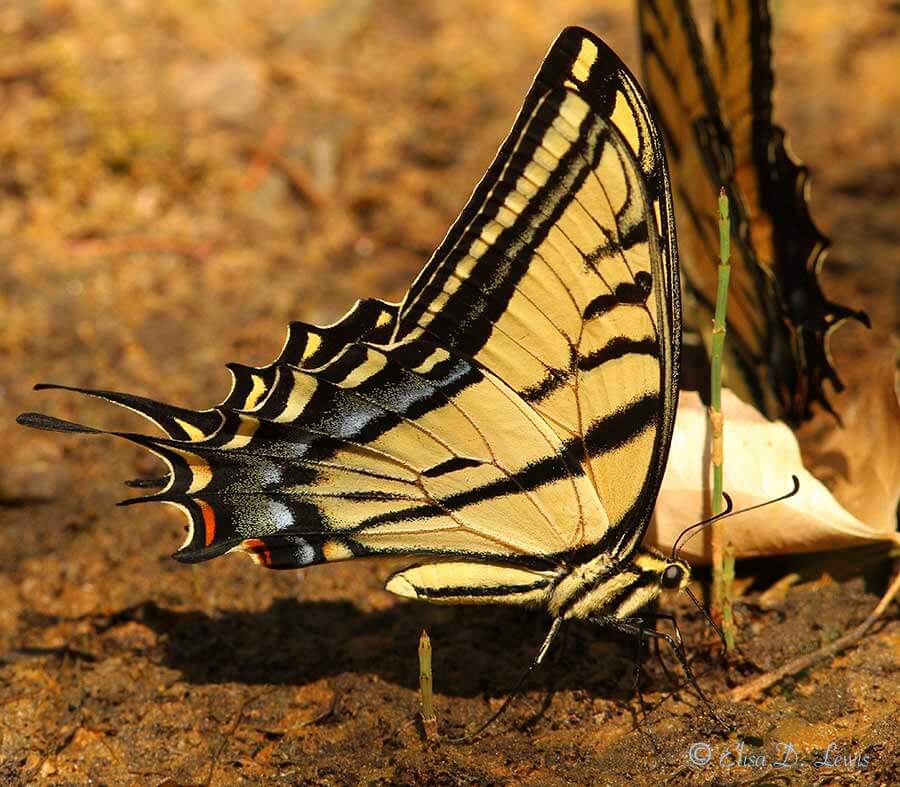 Mud-puddling Two-tailed Swallowtail