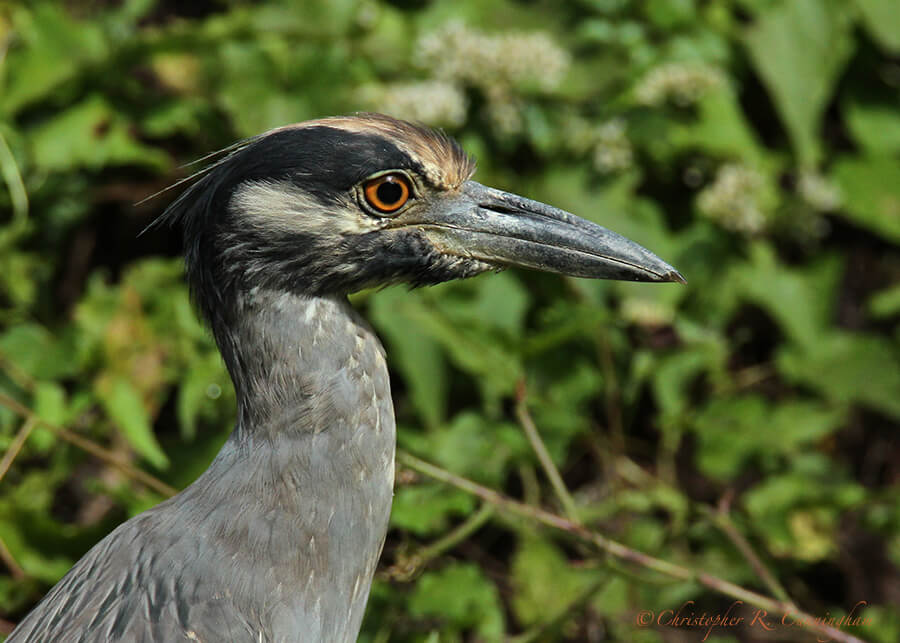 This Yellow-crowned Night-Heron stalked a group of baby alligators but ultimately didn't have the nerve to grab a baby.