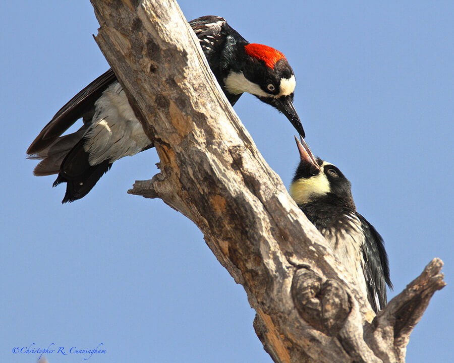 Acorn Woodpecker Feeding Young at Cave Creek Ranch, Arizona