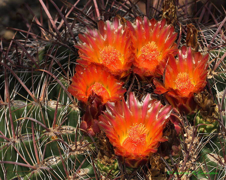 Barrel Cactus flowers at the Arizona Sonoran Desert Museum