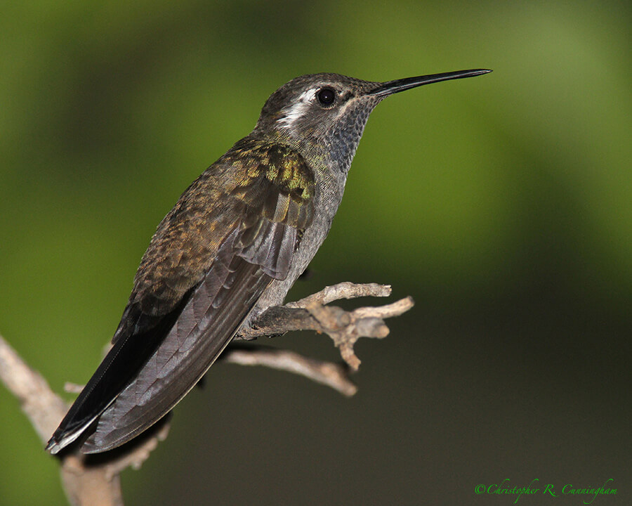 Blue-throated Hummingbird at Cave Creek Ranch, Arizona.