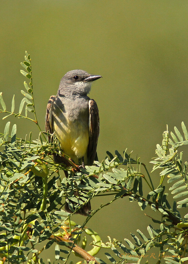 Cassin's Kingbird at Cave Creek Ranch, Arizona.