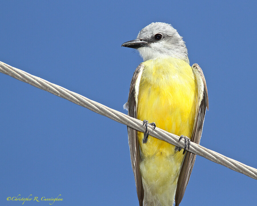 Couch's Kingbird at Estero Llano Grande State Park, Texas