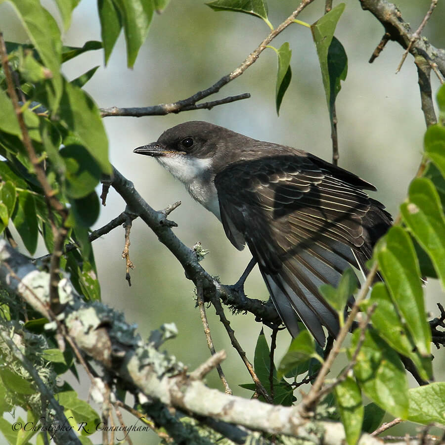 Eastern Kingbird on Hackberry at Anahuac National Wildlife Refuge, Texas