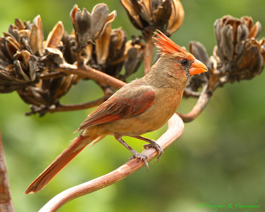 Female Arizona Cardinal at Cave Creek, Arizona.