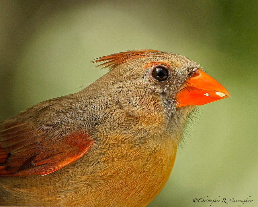 Female Northern Cardinal at the Houston Arboretum