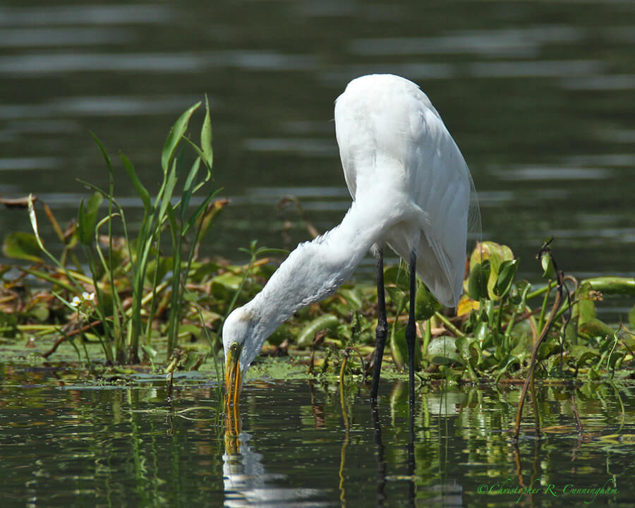 Fishing Great Egret at 40-Acre Lake, Brazos Bend State Park, Texas.