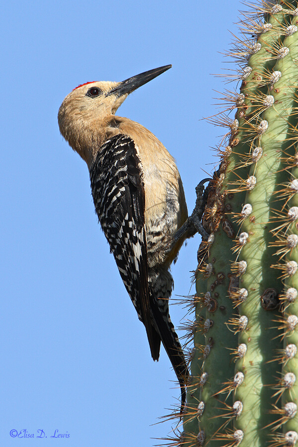 Gila Woodpecker on Saguaro at the Arizona-Sonora Desert Museum