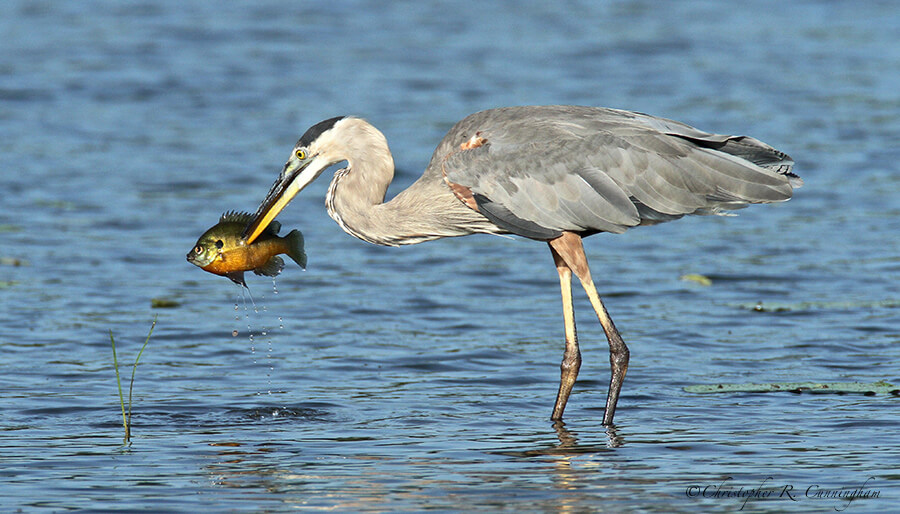Great Blue Heron with Bluegill in Spawning Colors at 40-Acre Lake, Brazos Bend State Park, Texas