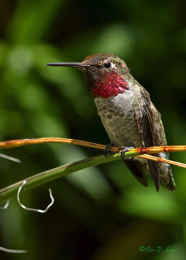 Male Anna's Hummingbird at the Arizona-Sonora Desert Museum