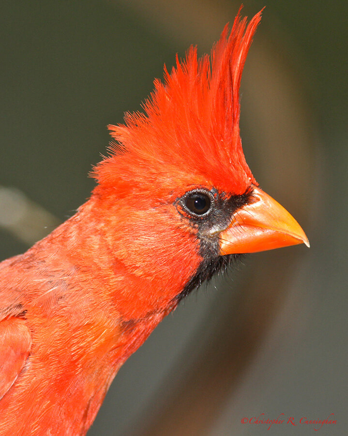 Male Arizona Cardinal at Cave Creek, Arizona