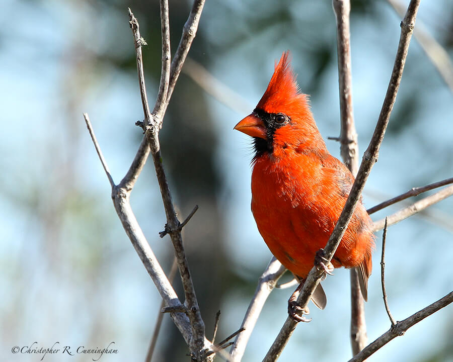 Male Northern Cardinal at Brazos Bend State Park, Texas
