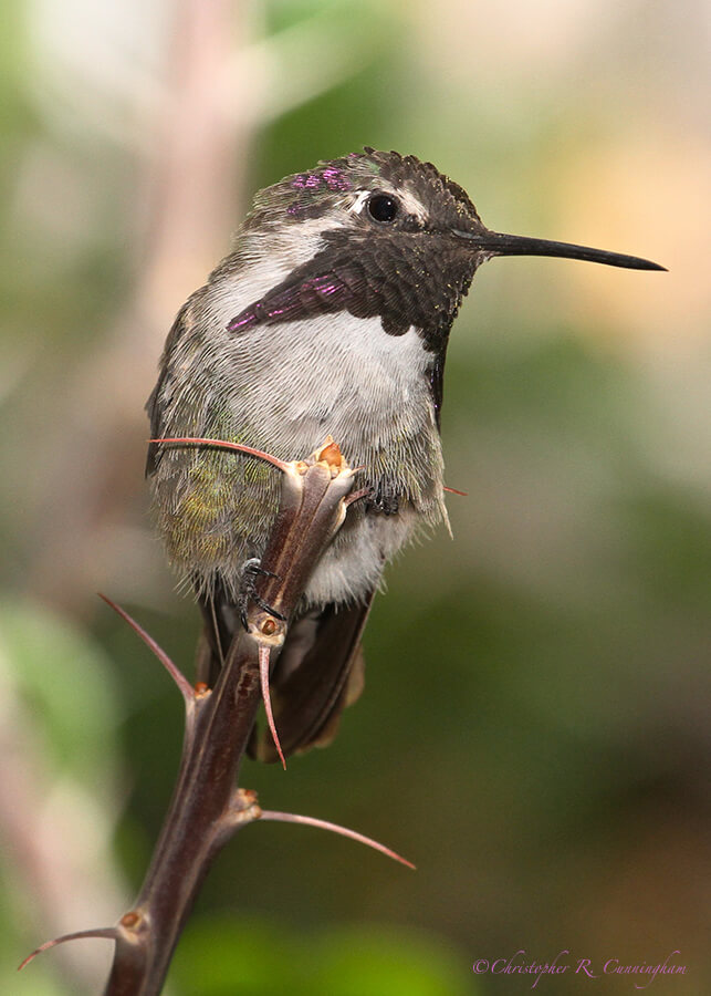 Male Costa's Hummingbird at the Arizona Sonoran Desert Museum