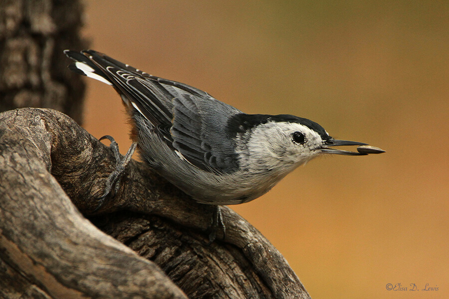 White-breasted Nuthatch at Cave Creek Ranch, southeast Arizona
