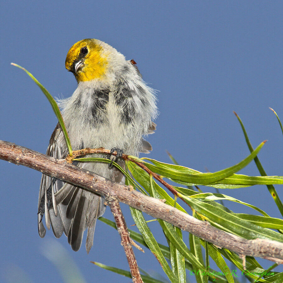 Verdin at the Arizona Sonoran Desert Museum