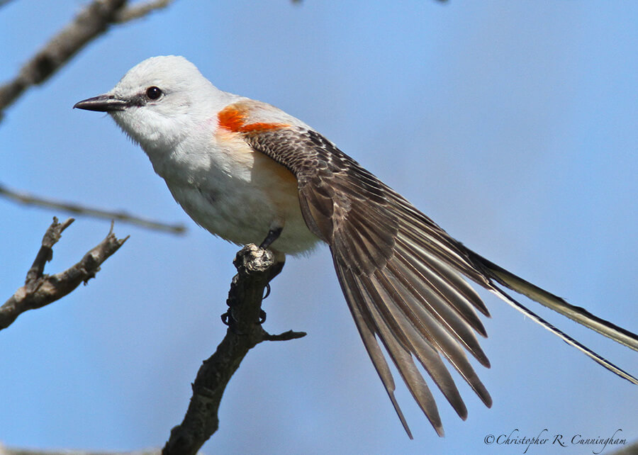 Scissor-tailed Flycatcher at Pelican Island, Texas